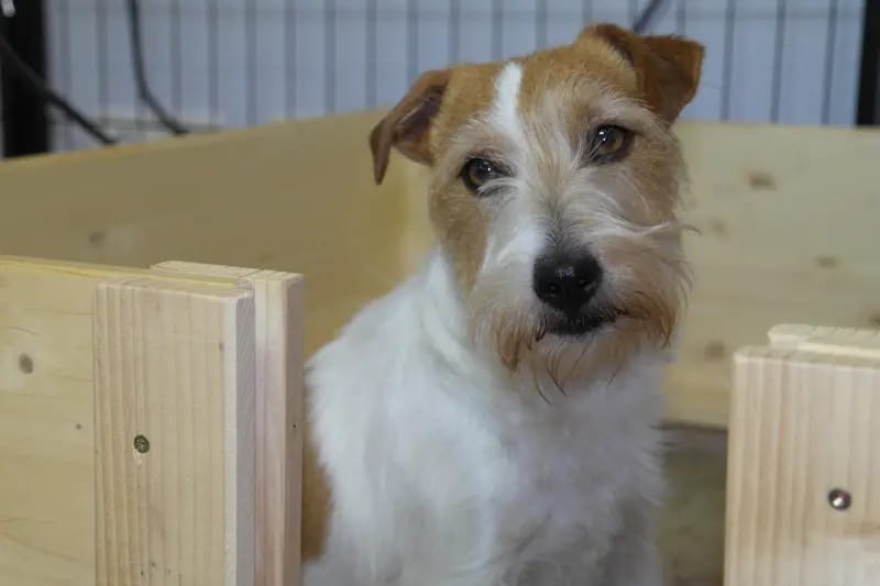 Jack Russell Terrier von der Vogtlandbande gallery image 4