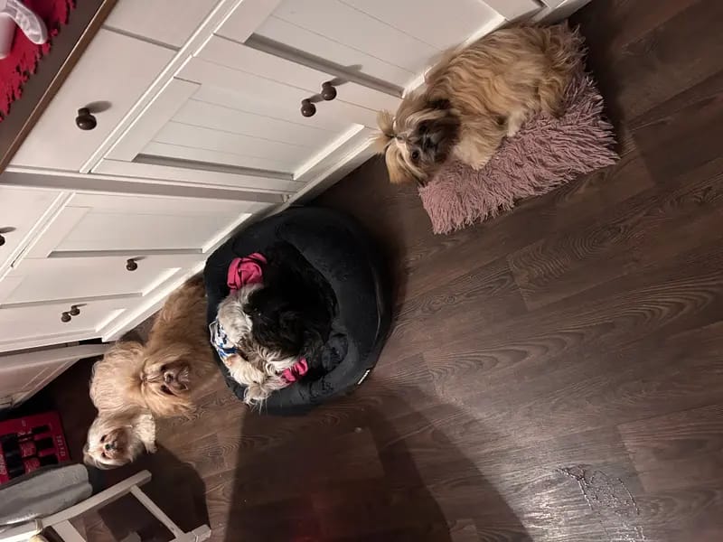 Shih Tzu vom Sturks Hof gallery image 4