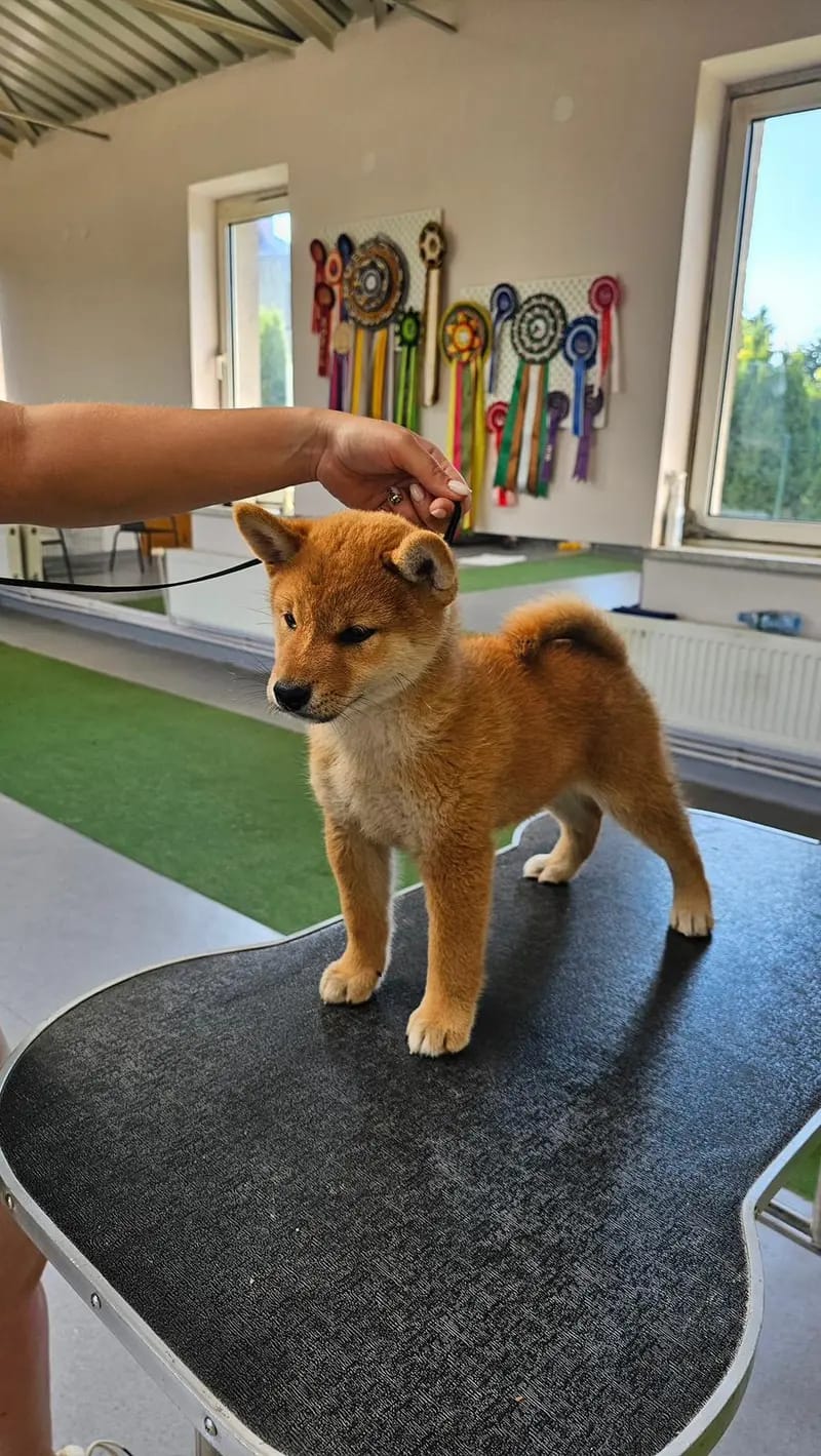AME NO KOE AGGAYU Go Respect the Shiba gallery image 3
