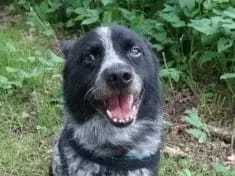 Goofy gallery image 4