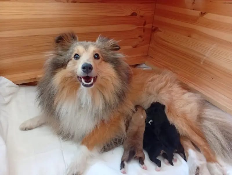 Charlie Brown – جرو Shetland Sheepdog – صورة 2