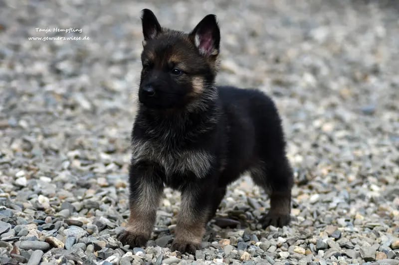Deutsche Schäferhunde von der Gewürzwiese gallery image 2