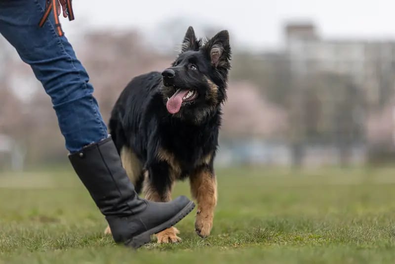 Altdeutsche Schäferhunde vom Kreuzkamp  gallery image 3