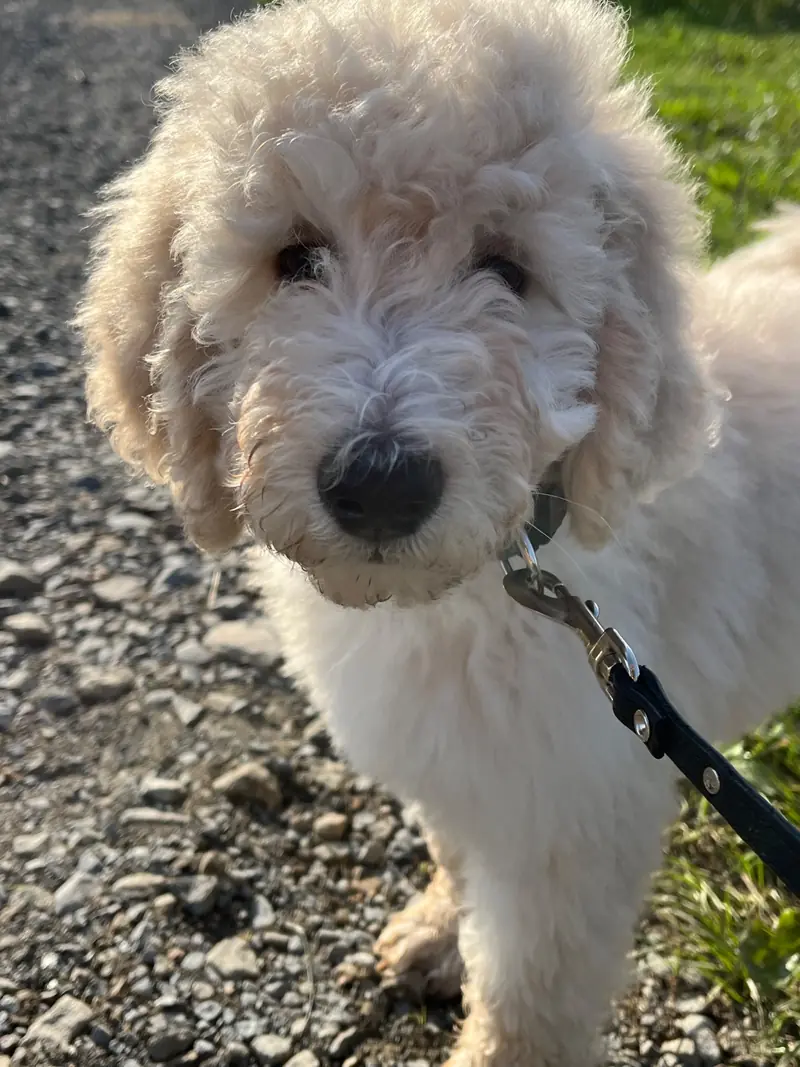 Cooper Junior  – Großpudel (Königspudel) Puppy – Photo 2