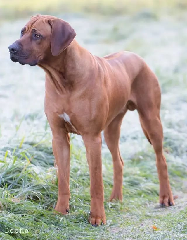 Rusape Rhodesian Ridgebacks gallery image 4