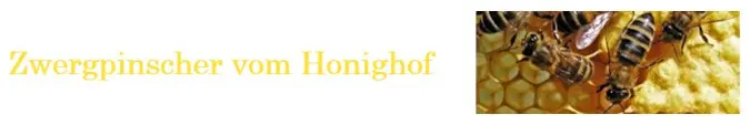 Cia vom Honighof – Zwergpinscher Puppy – Photo 2