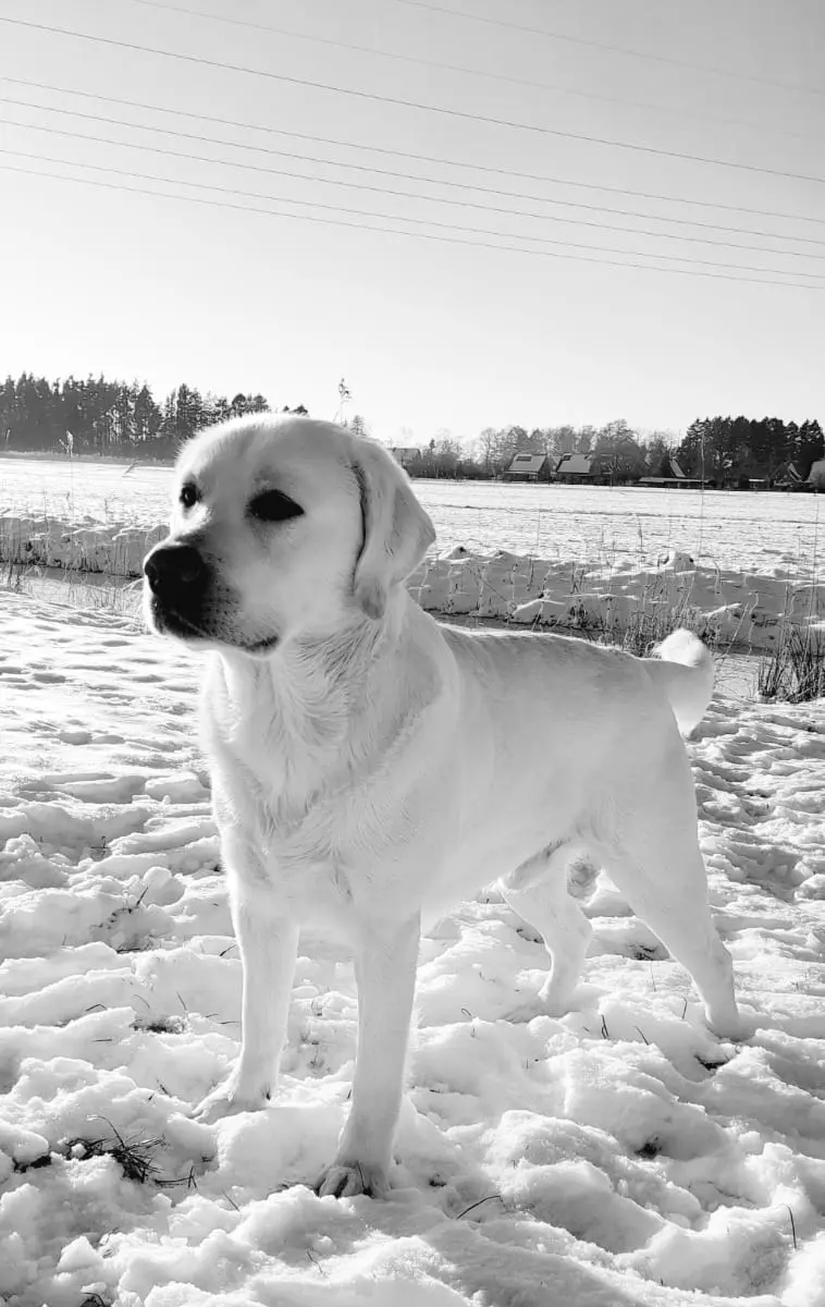 Multichampion weißer Labrador Deckrüde gekört Rö. 0/0 GRSK gen. 210 fach 0/0 – Labrador Retriever Puppy – Photo 4