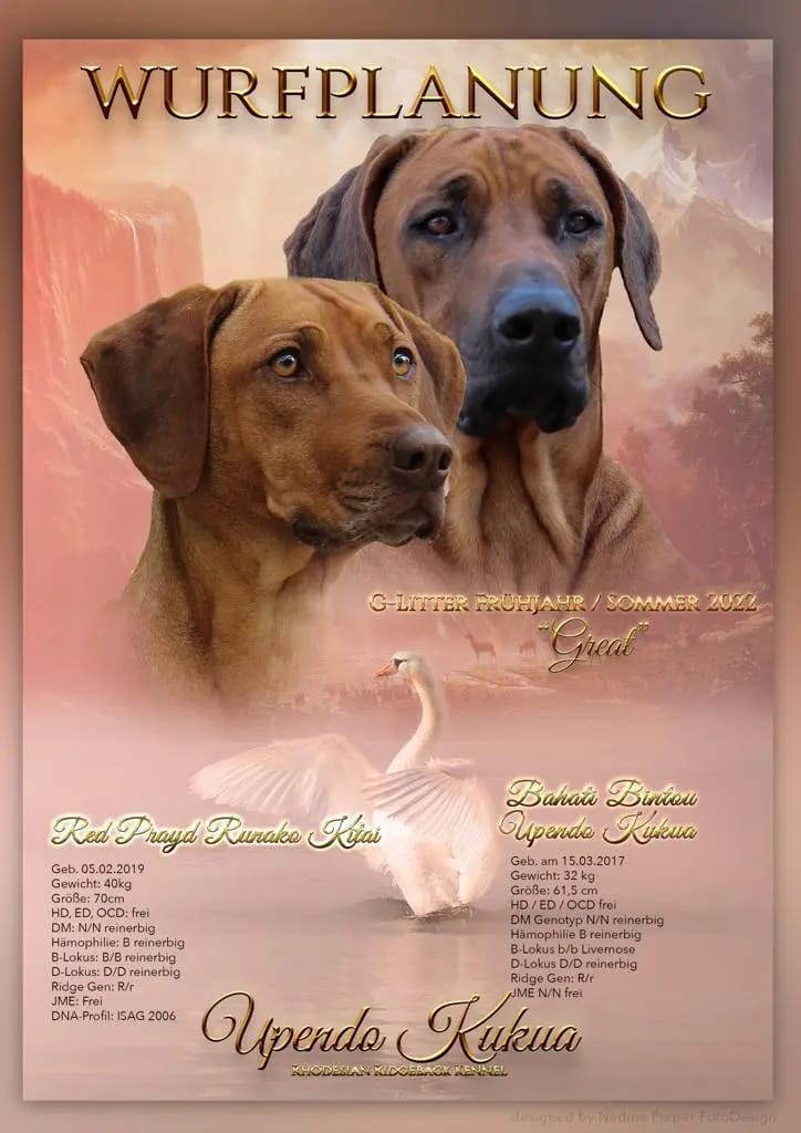 Rhodesian Ridgeback Kennel „Upendo Kukua“ gallery image 2
