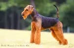 Rüde (T-Wurf) – Chiot Airedale Terrier – Photo 3