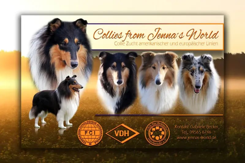 Collies from Jenna's World  gallery image 2