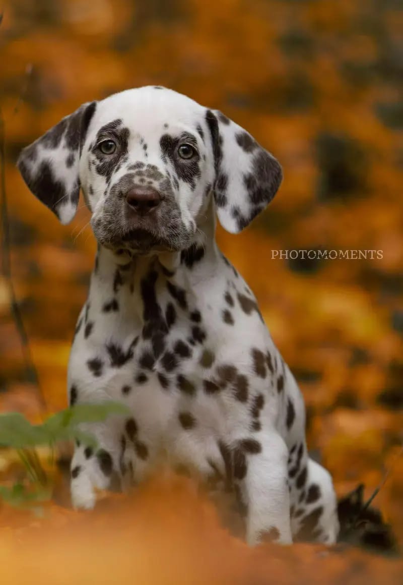 vom Roten Herzfleck gallery image 4