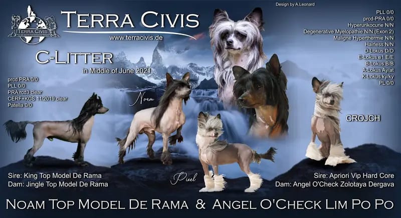 Terra Civis - Ich bin nichts für schwache Nerven  gallery image 4