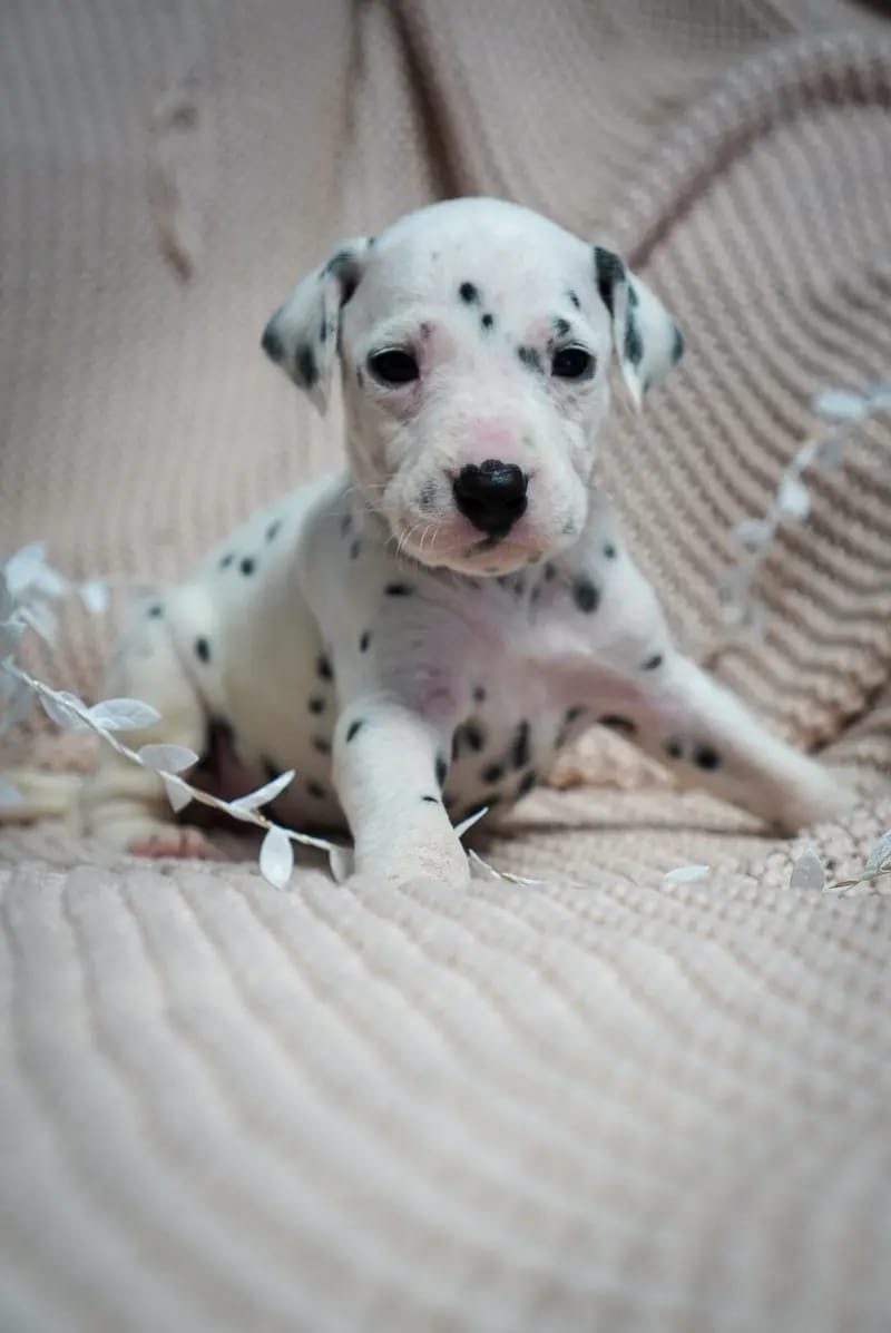 Stracciatella-paws  gallery image 3