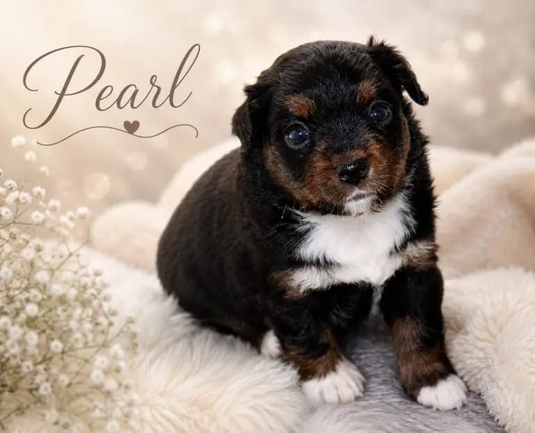 Pearl – Australian Shepherd hvalp – Billede 4