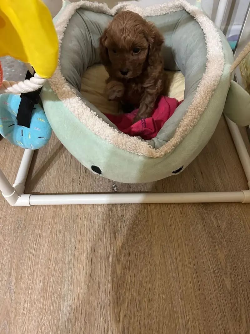 Die bildhübsche Maltipoo Hündin Hilde sucht noch ihre Traumfamilie gallery image 2