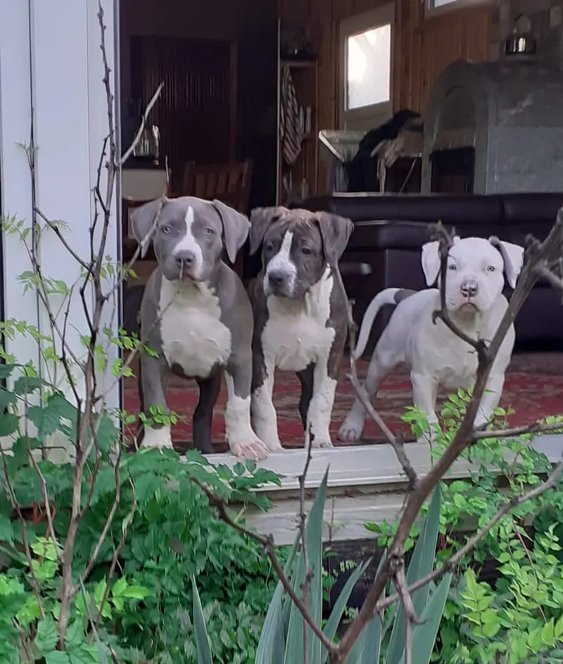 Burnhardt's American XXL Bully gallery image 2