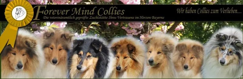 Forever mind Collies im Herzen Bayerns gallery image 2