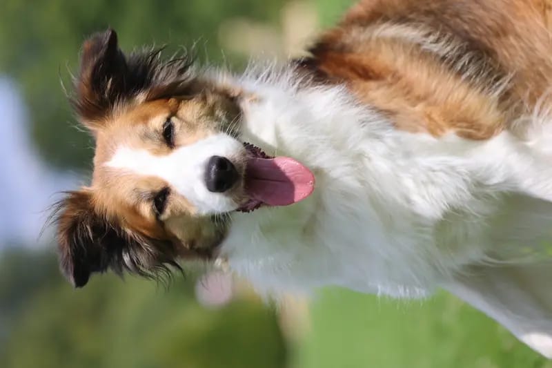 Border Collies of Little Swan Flow gallery image 3