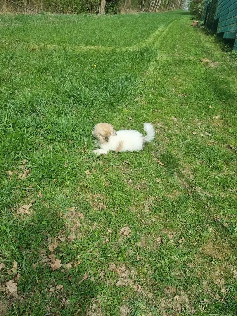 Jace lieber Coton de Tulear Welpe gallery image 3