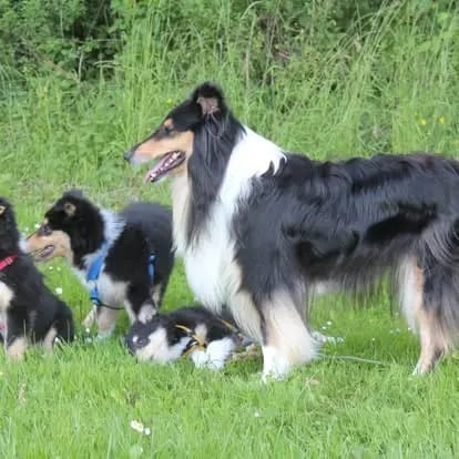 Collies von der Sandsteinvilla gallery image 2