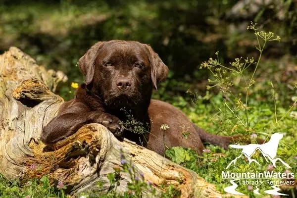 MountainWaters Amazing Blue Sky gallery image 2