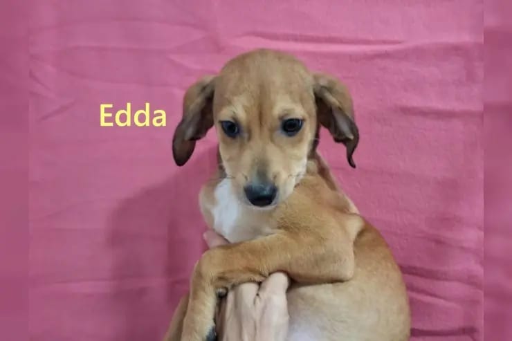 Edda gallery image 4
