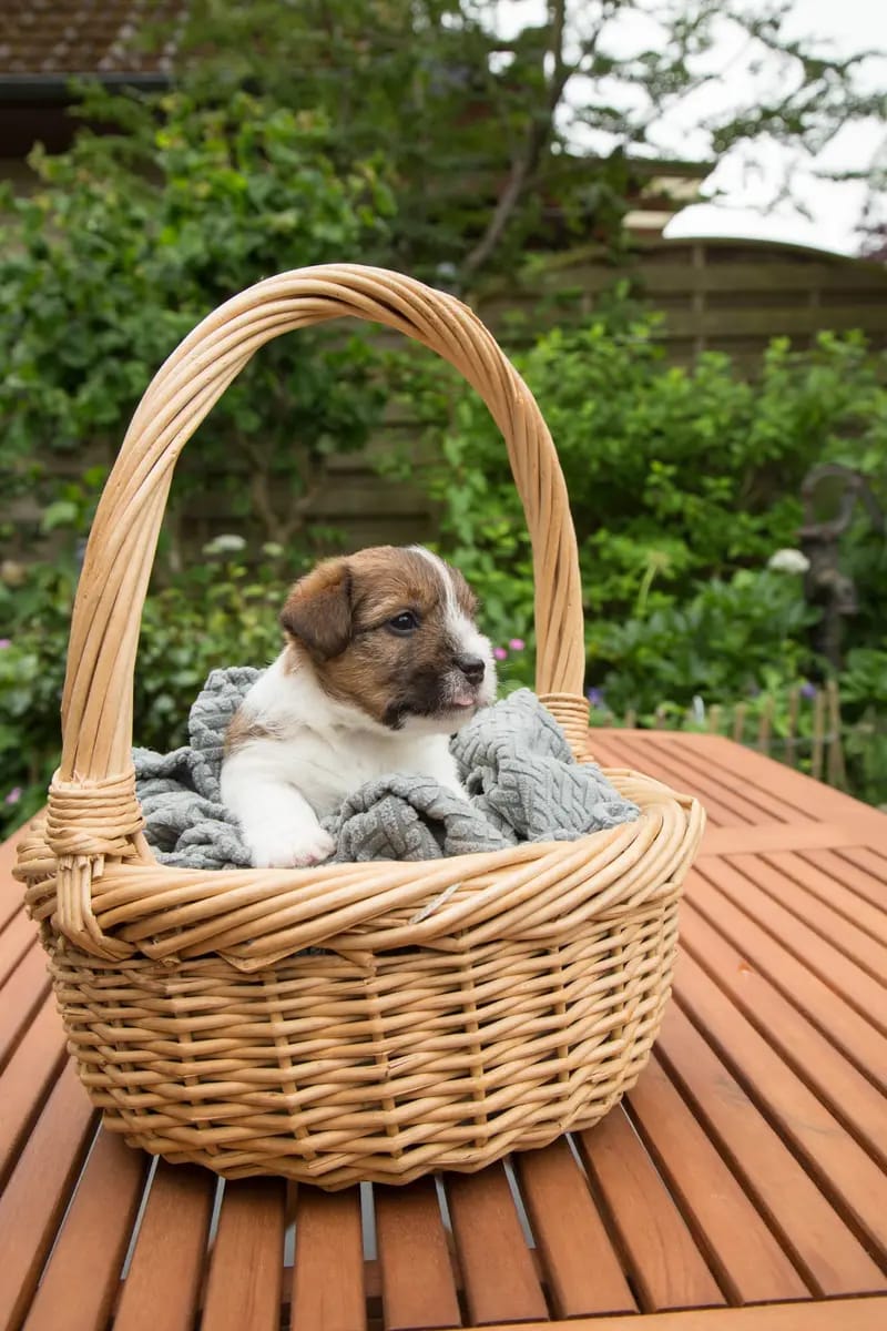 Jack Russell Terrier Vom Fahrenhorst gallery image 2
