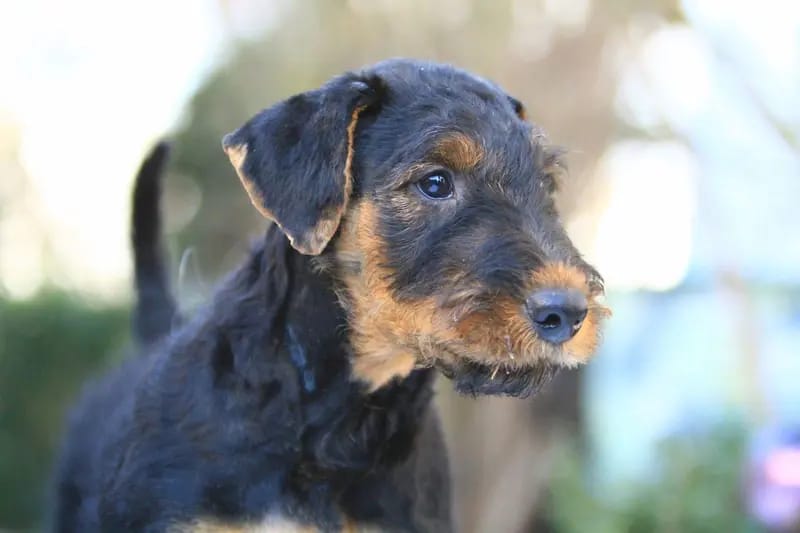 Airedale Terrier - Welpen – Chiot Airedale Terrier – Photo 2