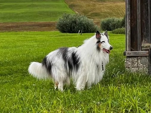 Bounty from Collies of Passion gallery image 2