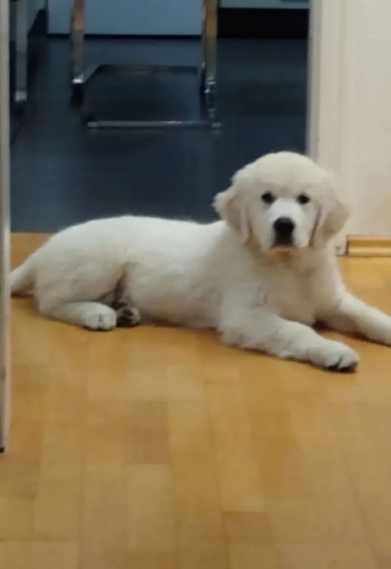 Golden Retriever Welpen gallery image 2