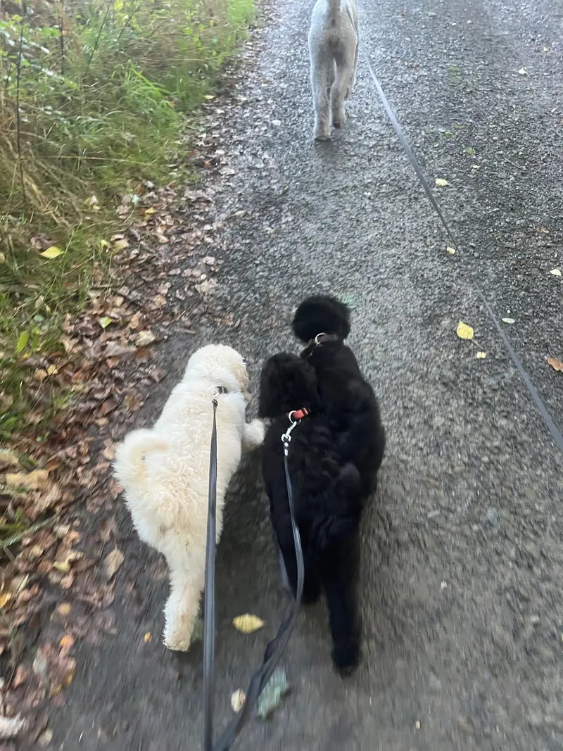 Pheobe Maria – Großpudel (Königspudel) Puppy – Photo 2
