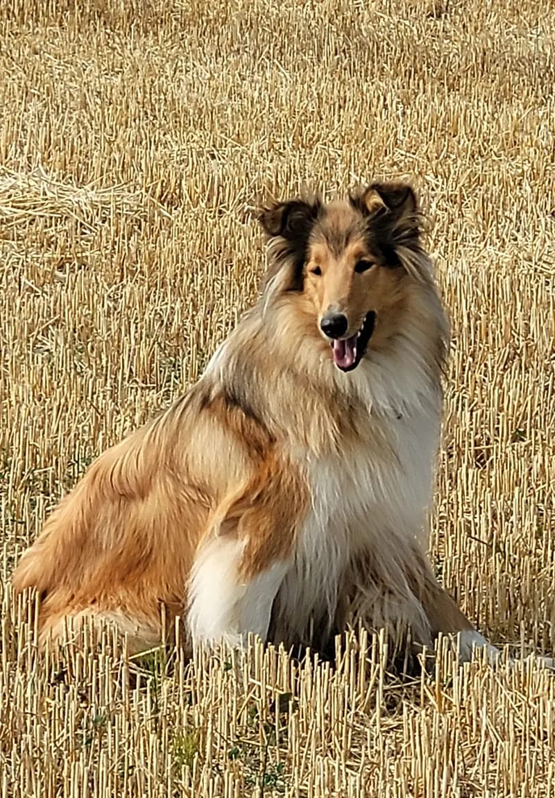 Collies from Jenna's World  gallery image 3
