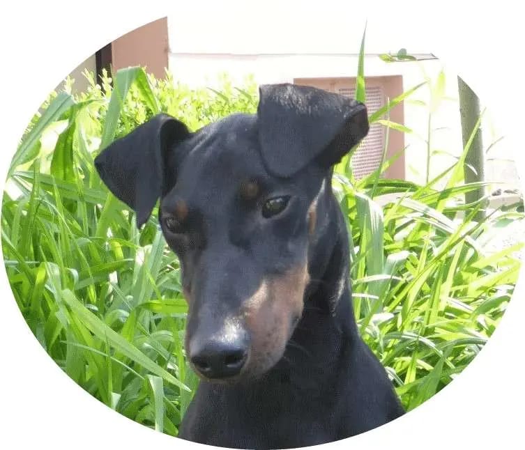 Manchester Terrier "vom Trajan" gallery image 3