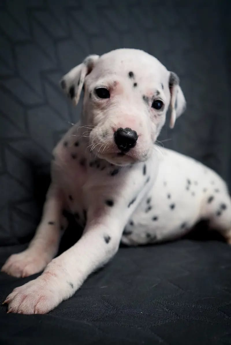 Stracciatella-paws  gallery image 2