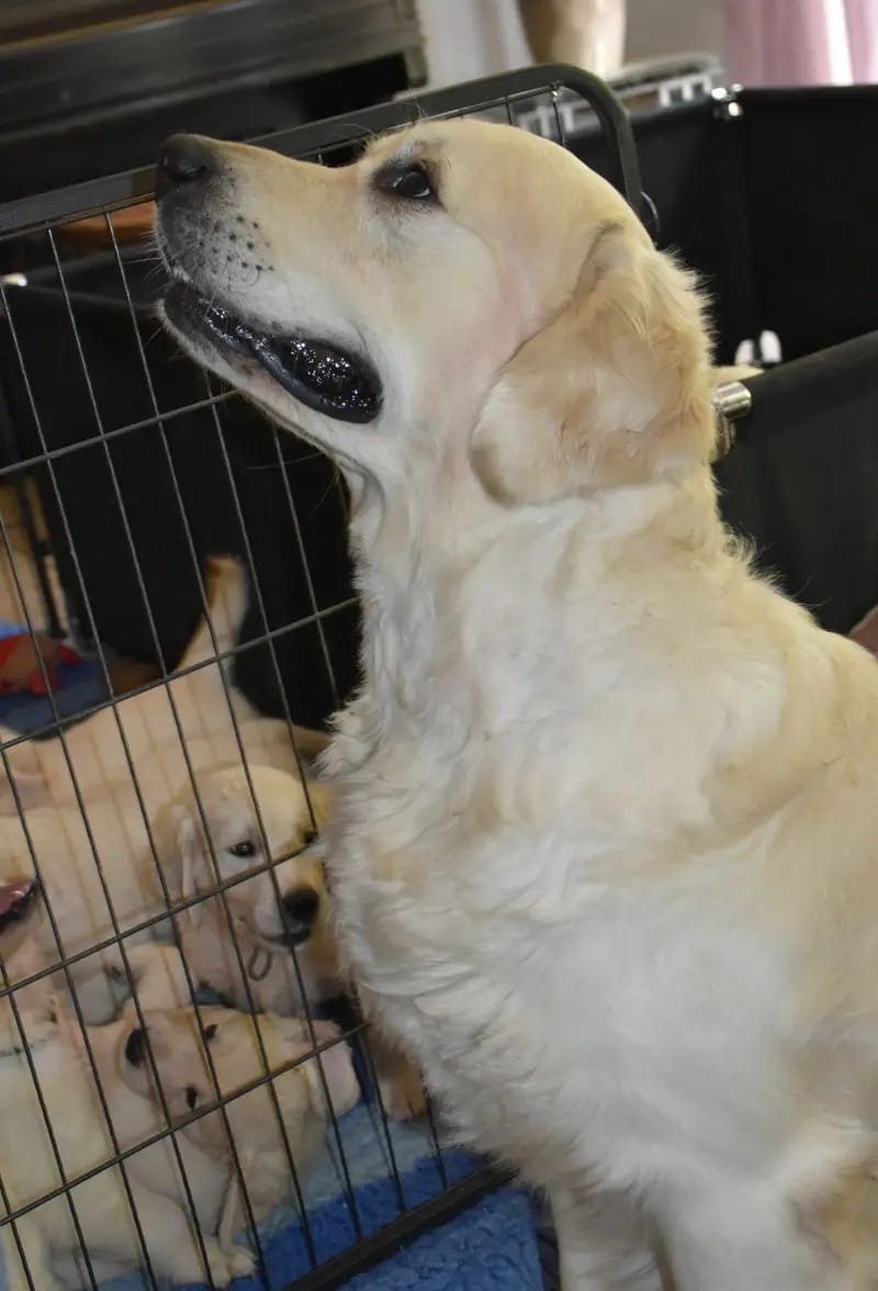 Golden Retriever von der Clear-Water Ranch gallery image 3