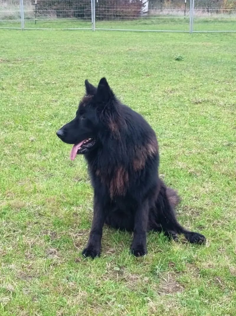 Altdeutscher Schäferhund-Deckrüde gallery image 3