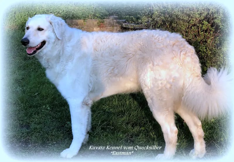 Kuvasz Zucht "Vom Quecksilber" gallery image 4