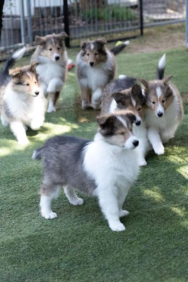 Collies vom Meggenried gallery image 2