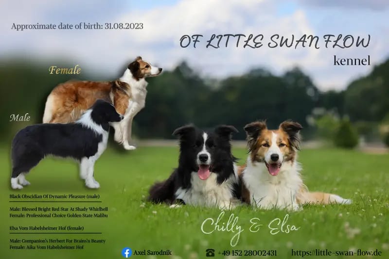Border Collies of Little Swan Flow gallery image 4