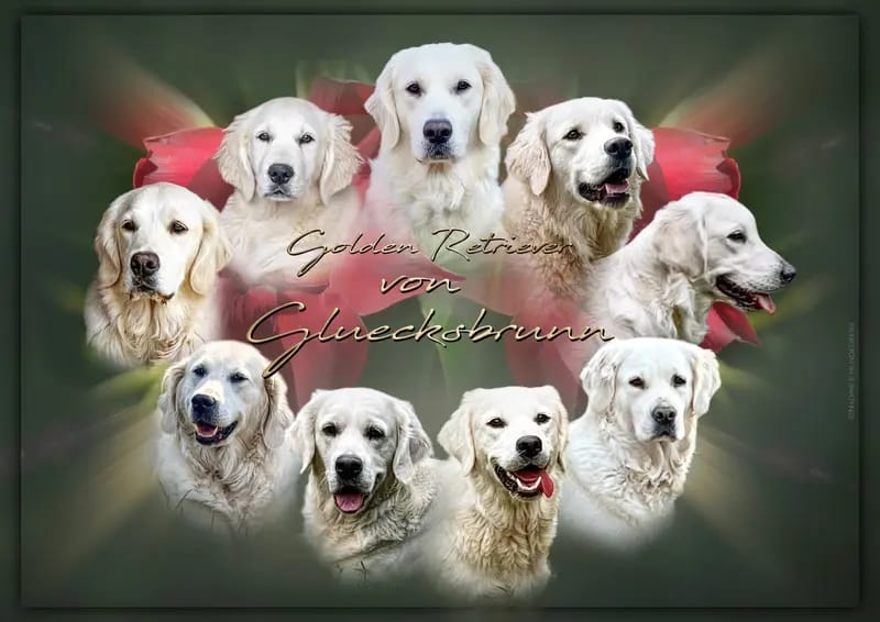 Golden Retriever von Gluecksbrunn  gallery image 3