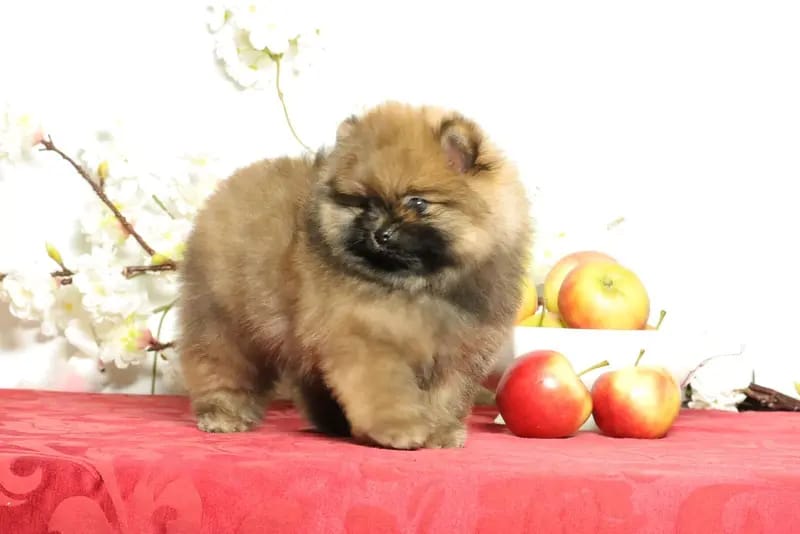 Süßer Pomeranian (Deutscher Zwergspitz) Welpe zu verkaufen gallery image 2