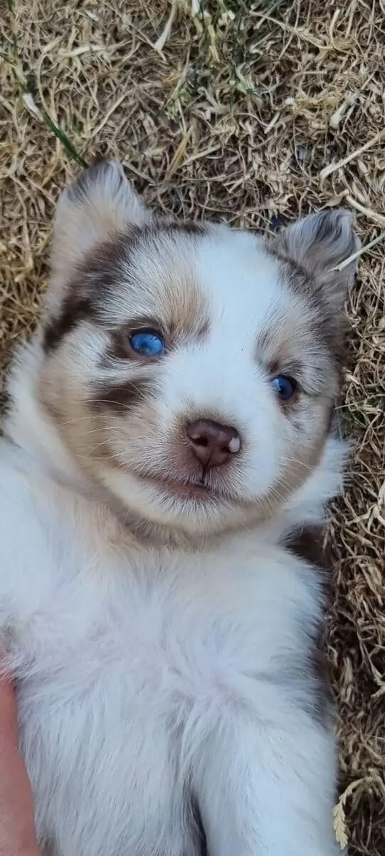 Abgabe bereite Mini Australian Shepherd Lieblinge gallery image 2