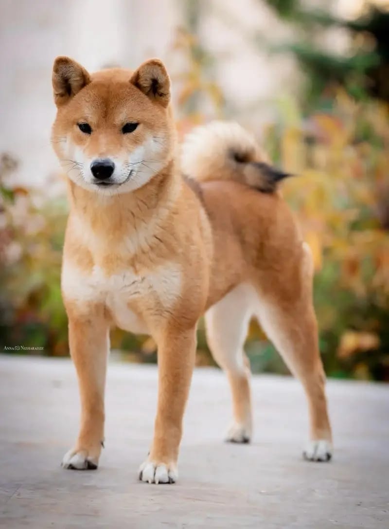 Shiba Inu vom hundecampus gallery image 4