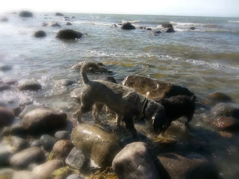 Zu den mutigen Hussiten / Hundezucht gallery image 3