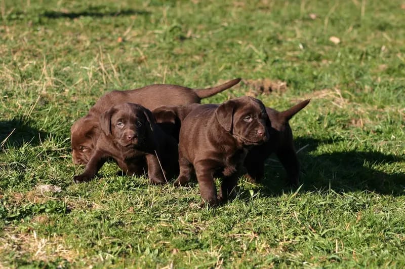 Labradorzucht of AH-Cattle Ranch (vom Auhof) gallery image 3