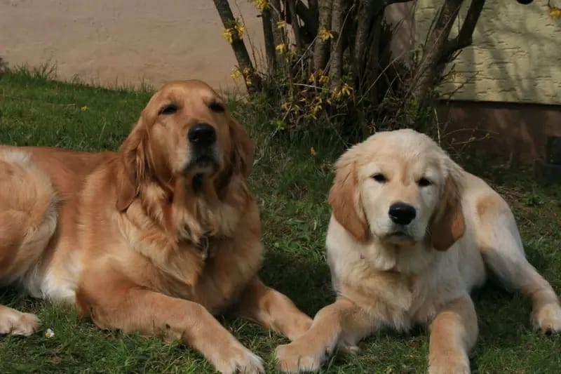 Golden Retriever vom Veitenstein  gallery image 3