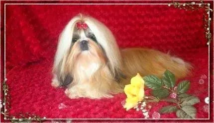 Shih Tzu vom goldenen Vlies gallery image 3