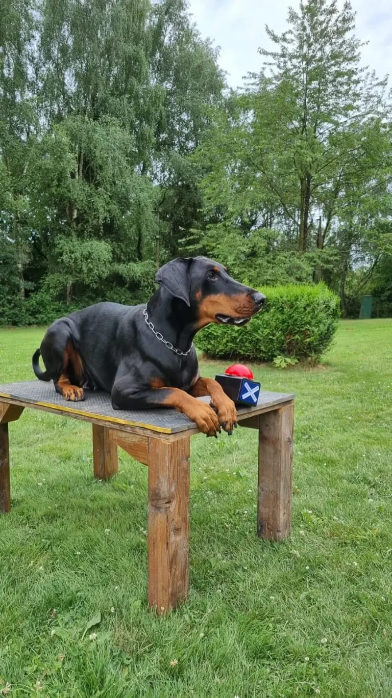 dobermann-vom-sonnenberg gallery image 2
