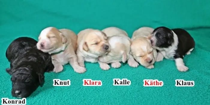 Kleiner Snoopy – Havaneser Yavrusu – Fotoğraf 3