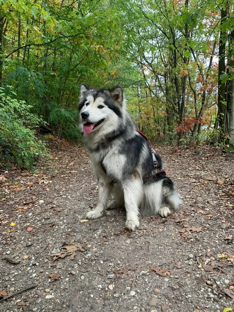 Warndtdogs Memorys of Black Claw Tikaani gallery image 3